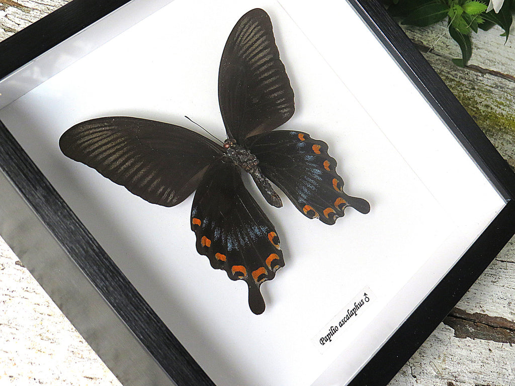 Papilio ascalaphus