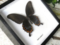 Papilio ascalaphus