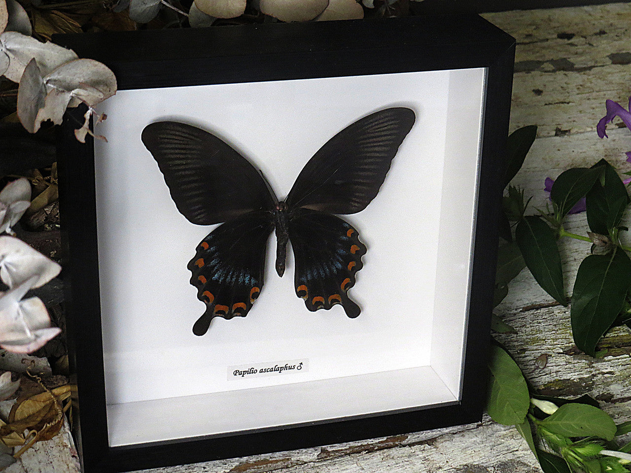 Papilio ascalaphus