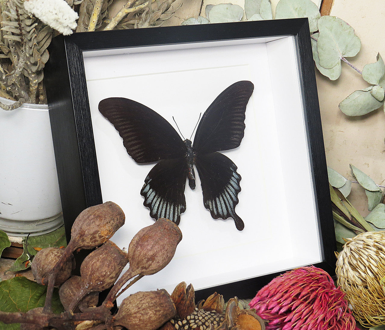 Papilio ascalaphus