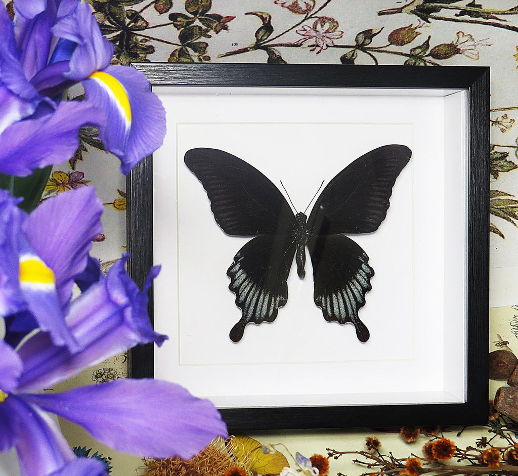 Papilio ascalaphus