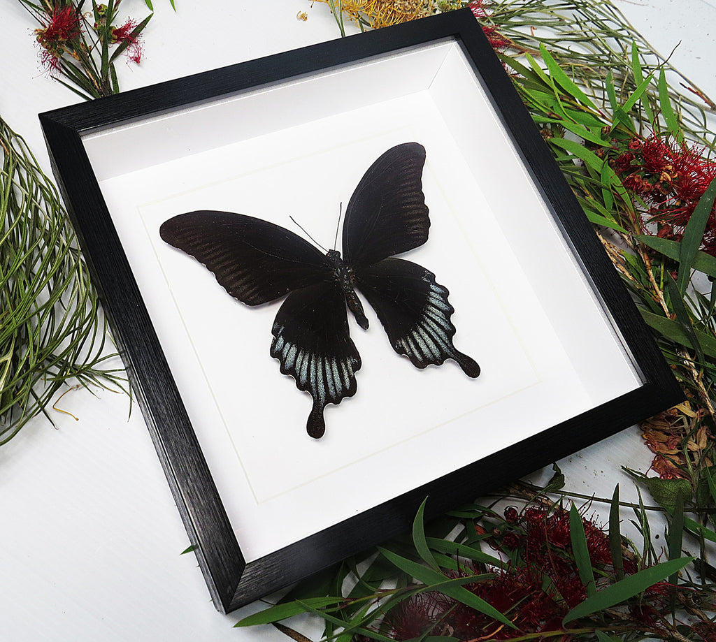 Papilio ascalaphus