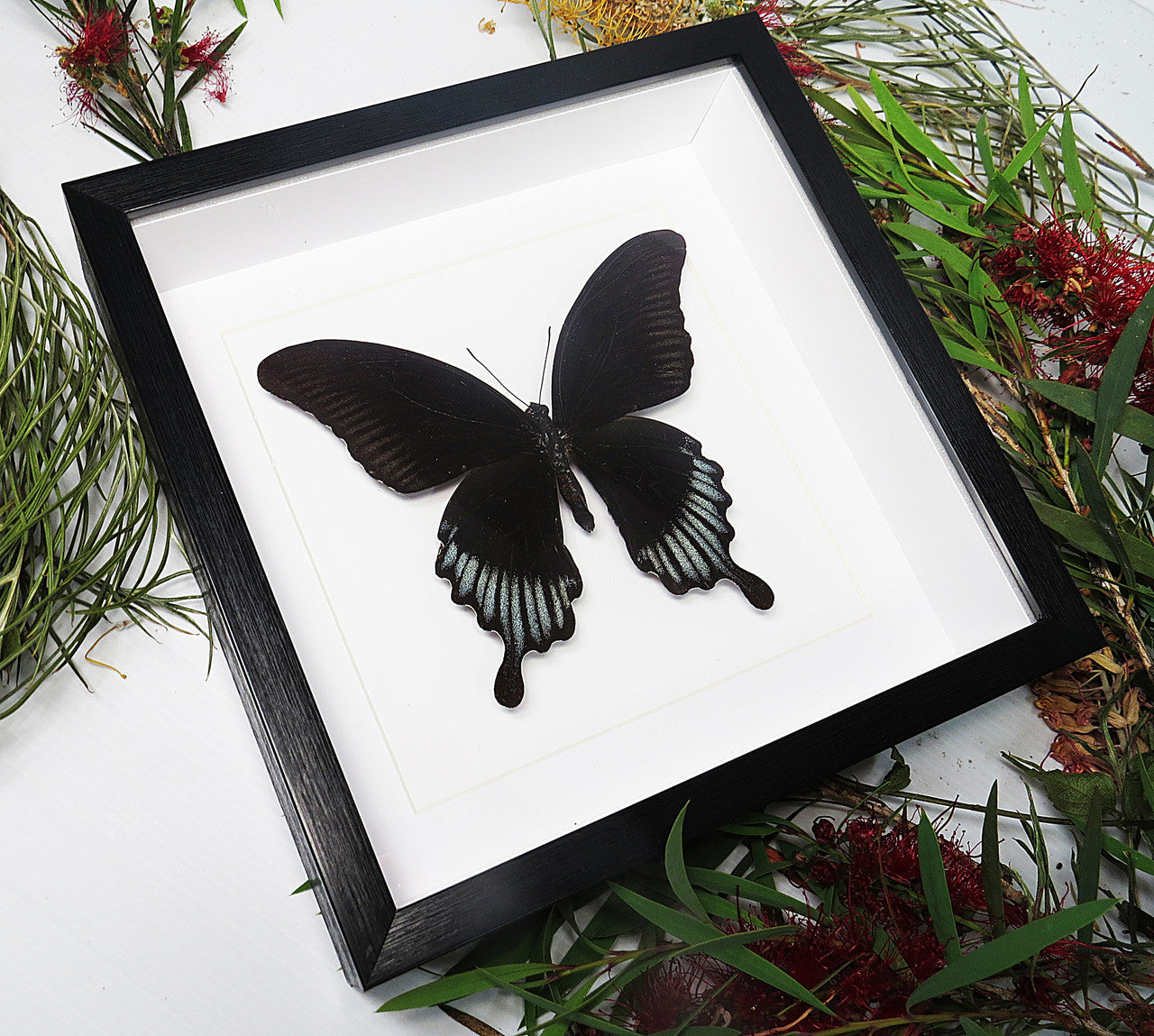 Papilio ascalaphus