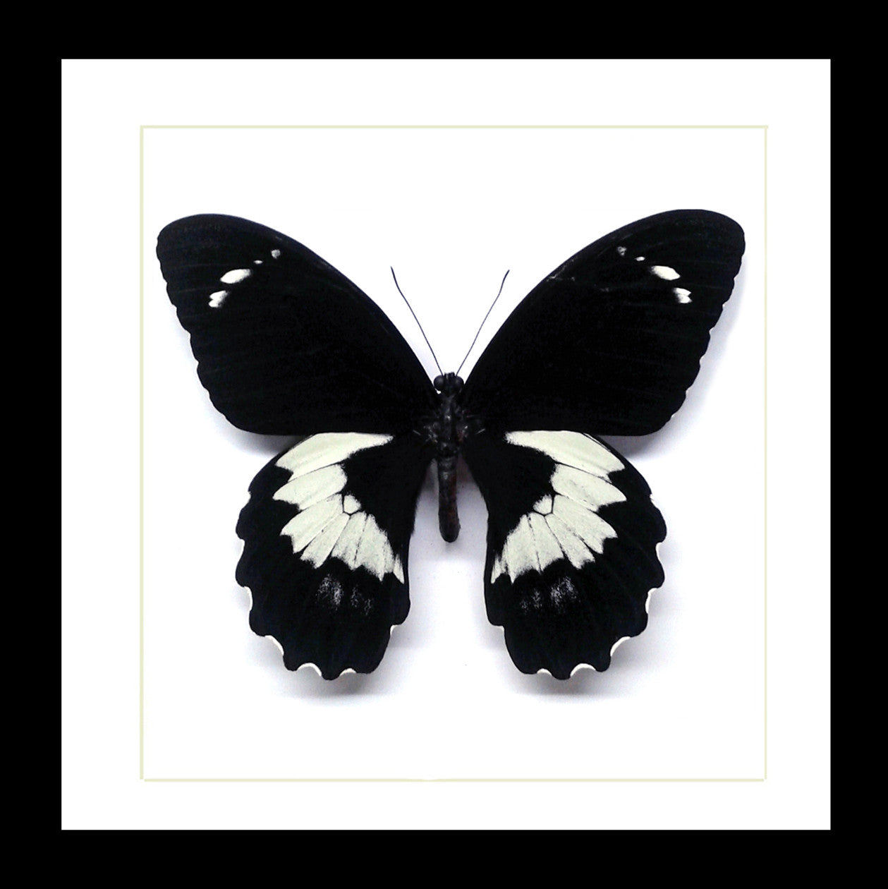 Real butterfly in shadowbox Papilio gambrisius Bits & Bugs
