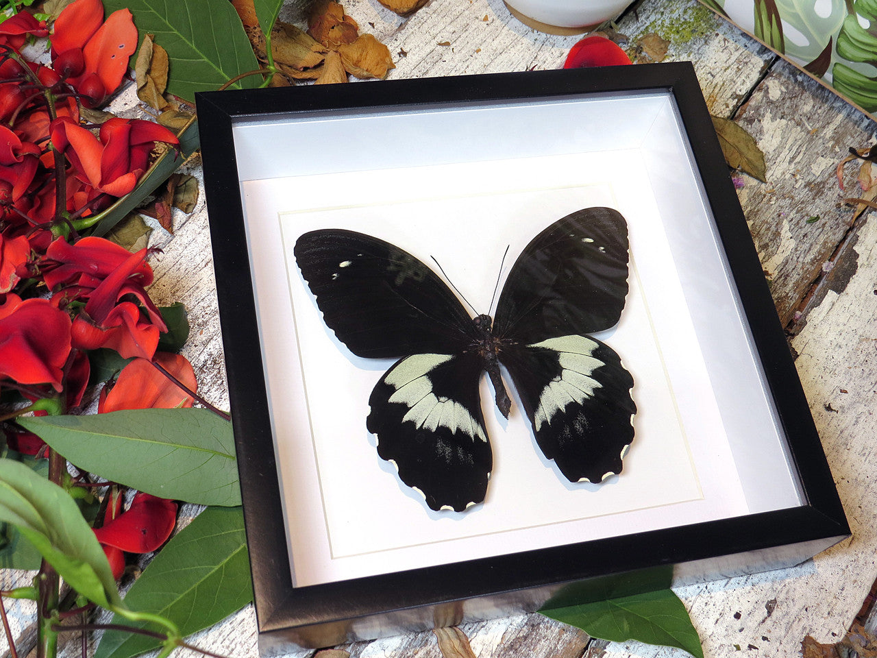 Papilio gambrisius  with label