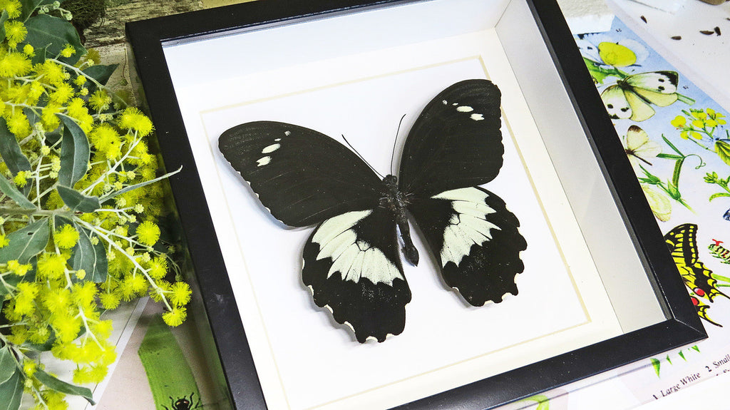 Real butterfly in shadowbox Papilio gambrisius Bits & Bugs