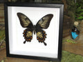 Papilio memnon  matt