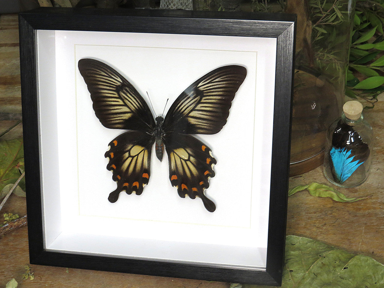 Papilio memnon  matt