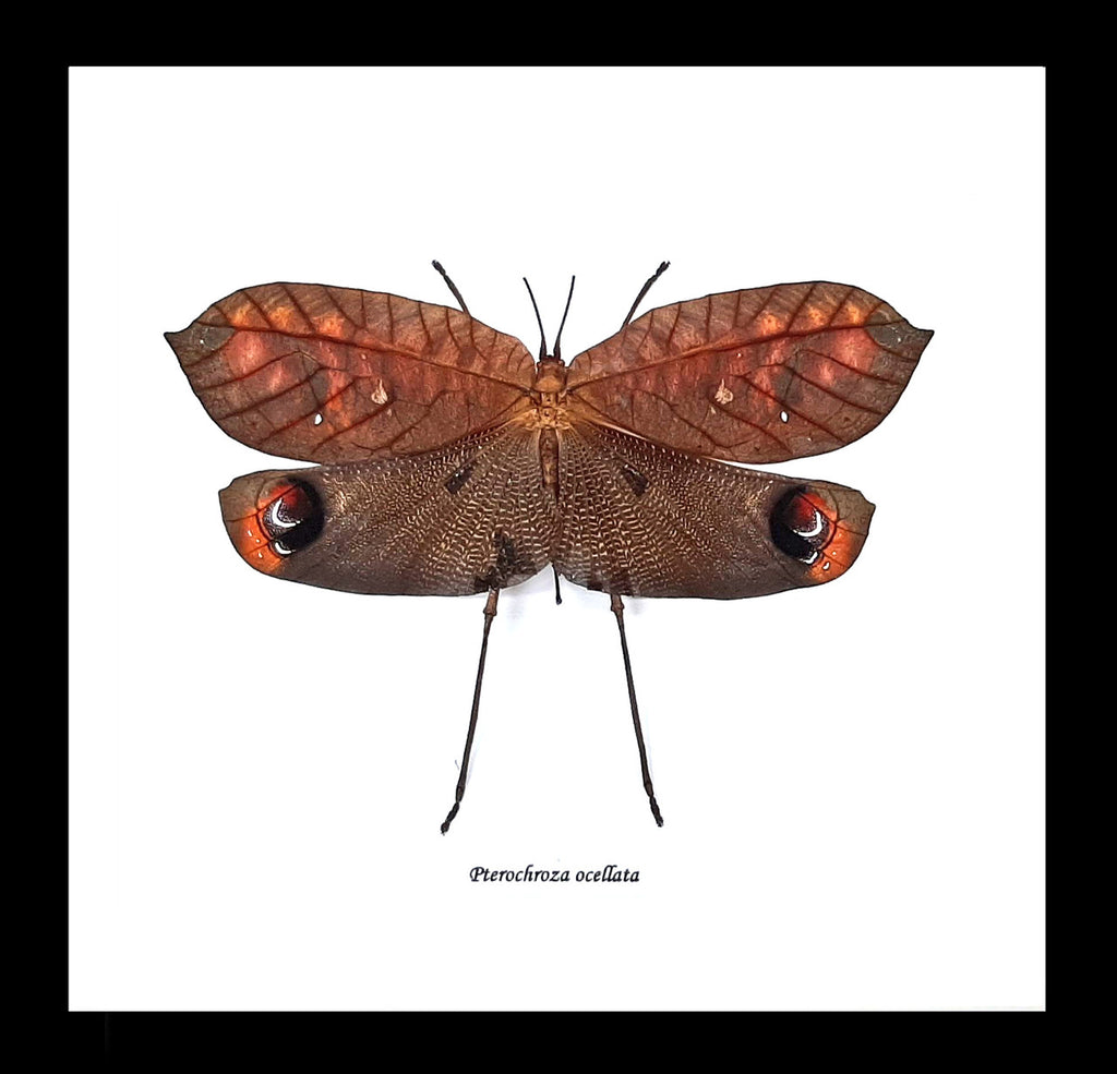 Pterochroza ocellata
