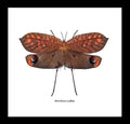 Pterochroza ocellata