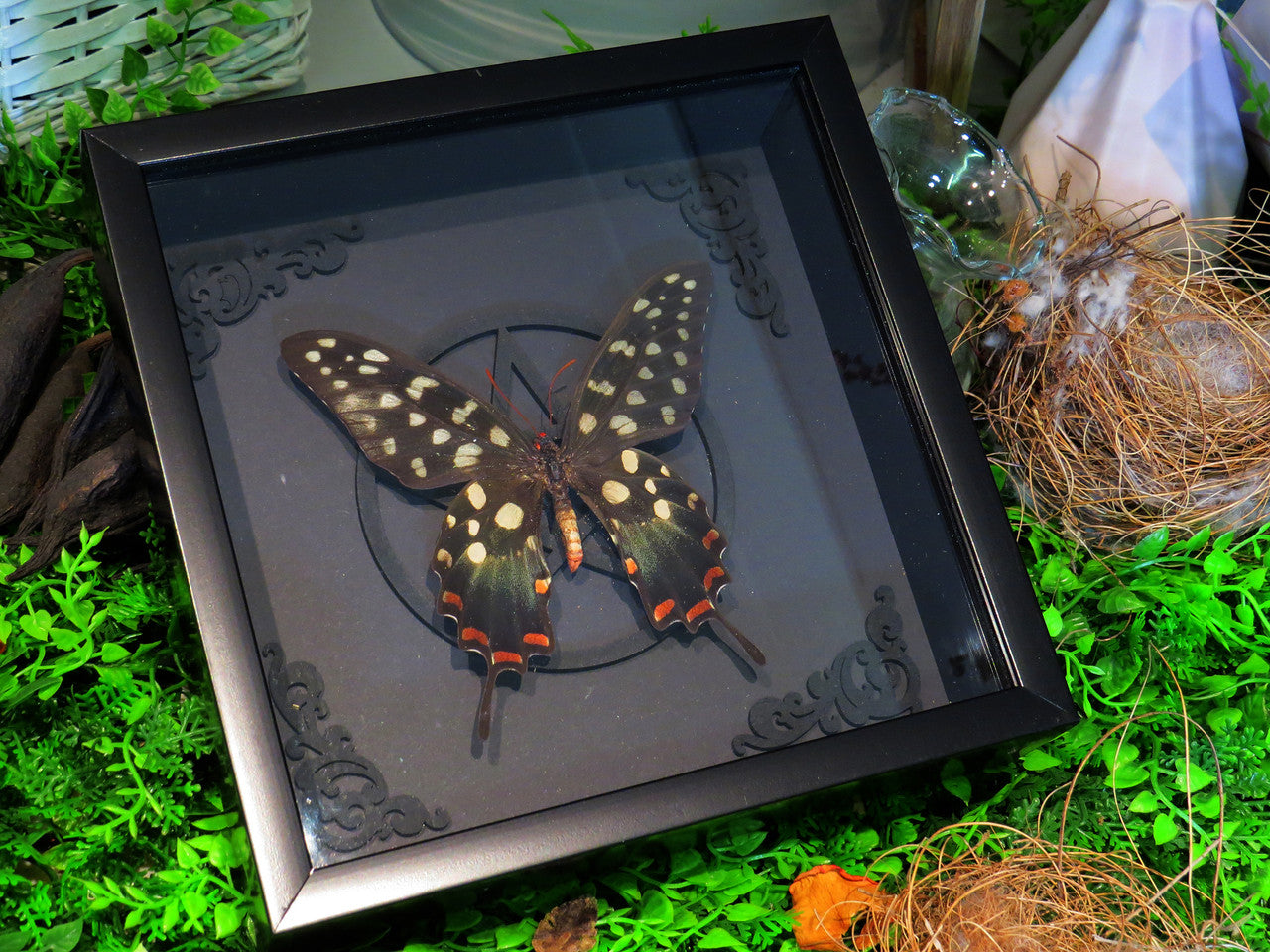 Papilio antenor pentagram  ( sale )