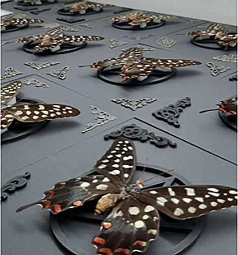 Papilio antenor pentagram  ( sale )