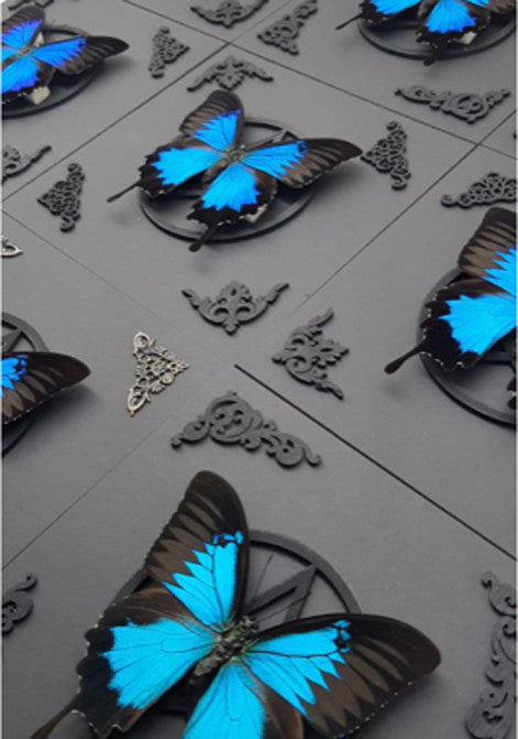 Papilio ulysses matt pentagram ( sale )