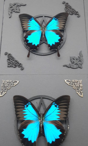 Papilio ulysses matt pentagram ( sale )