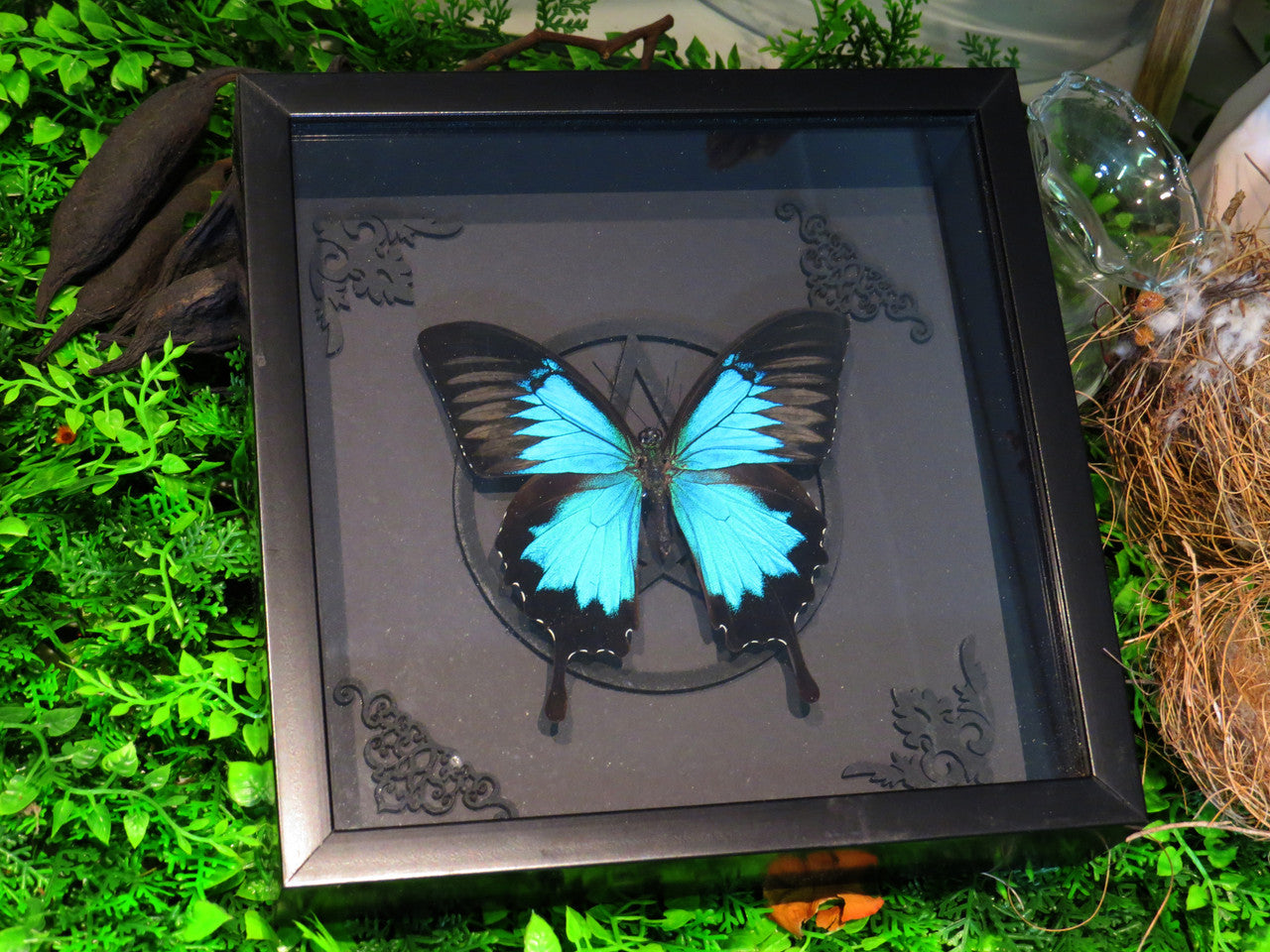 Papilio ulysses matt pentagram ( sale )