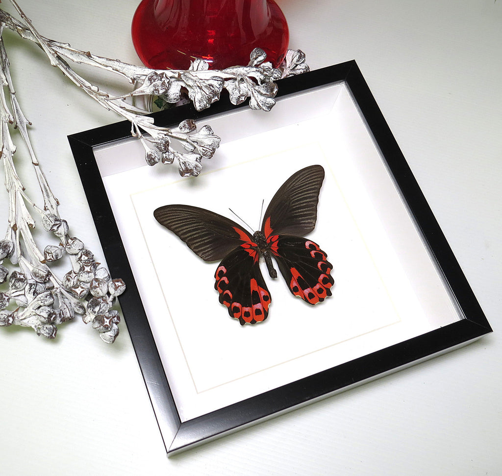 Papilio rumanzovia
