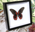 Papilio rumanzovia