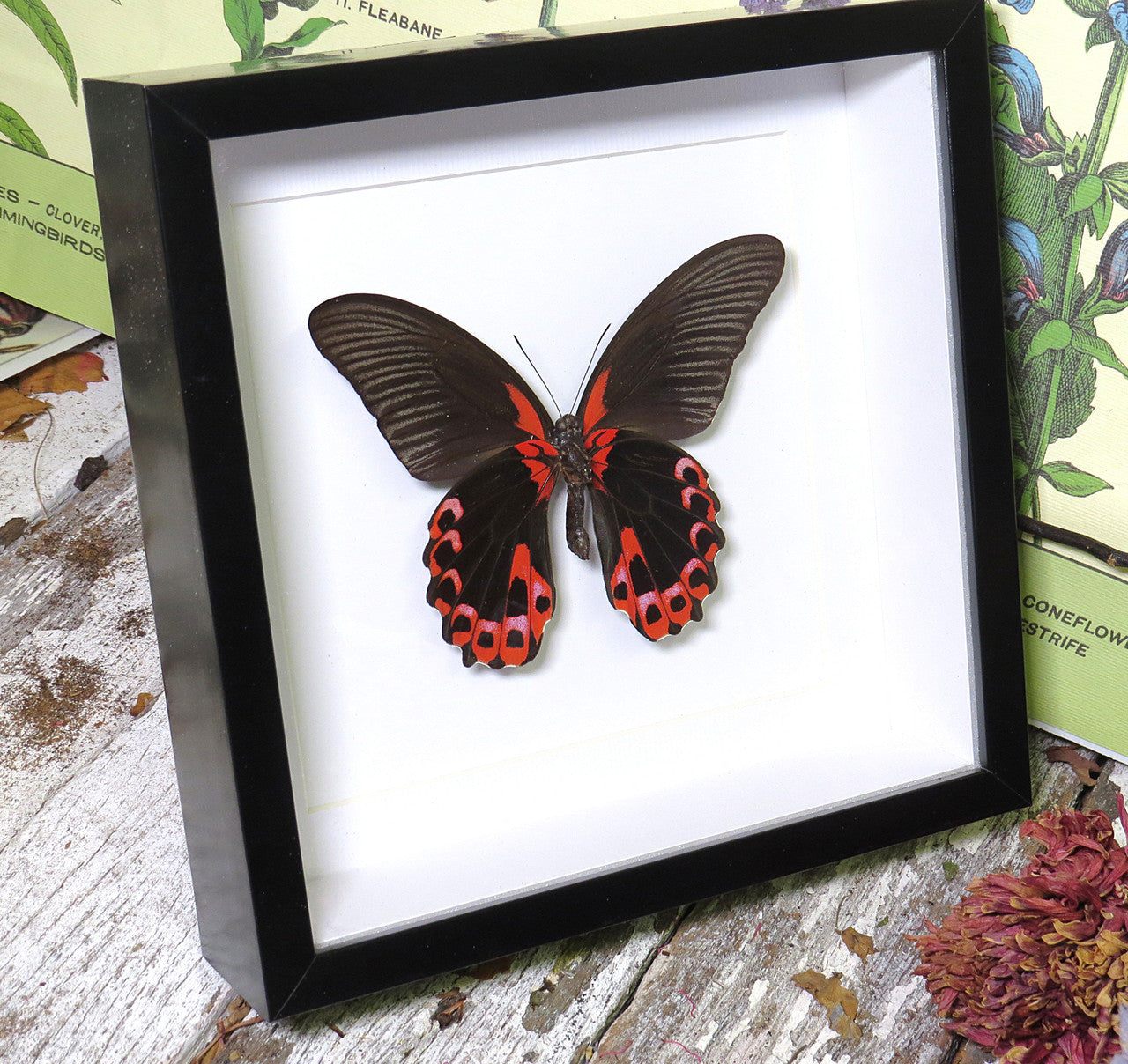 Papilio rumanzovia
