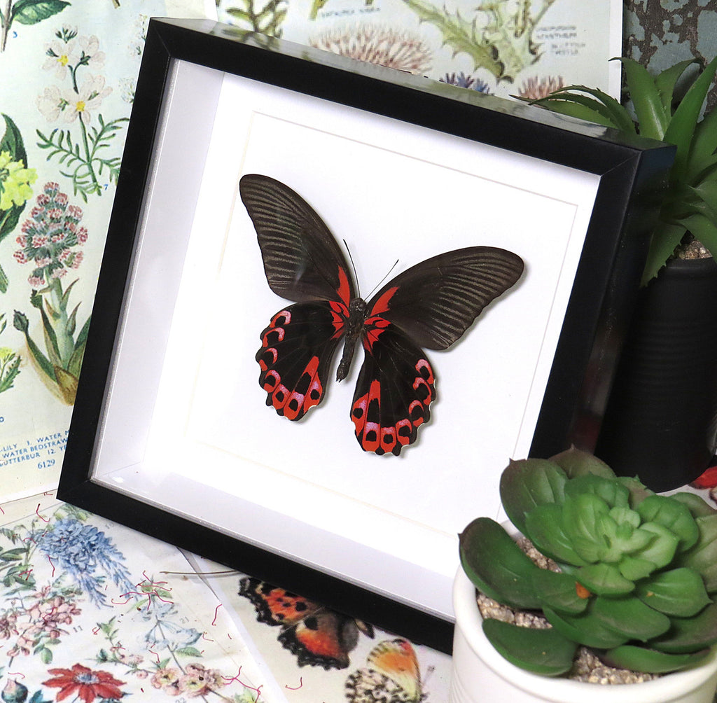 Papilio rumanzovia