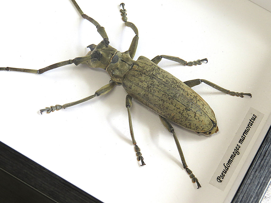 Pseudommeges marmoratus