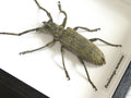 Pseudommeges marmoratus