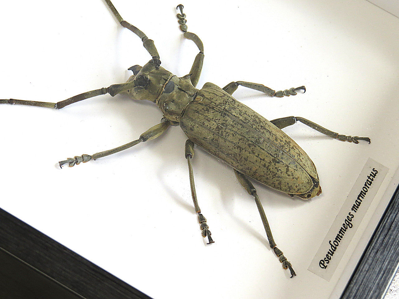 Pseudommeges marmoratus