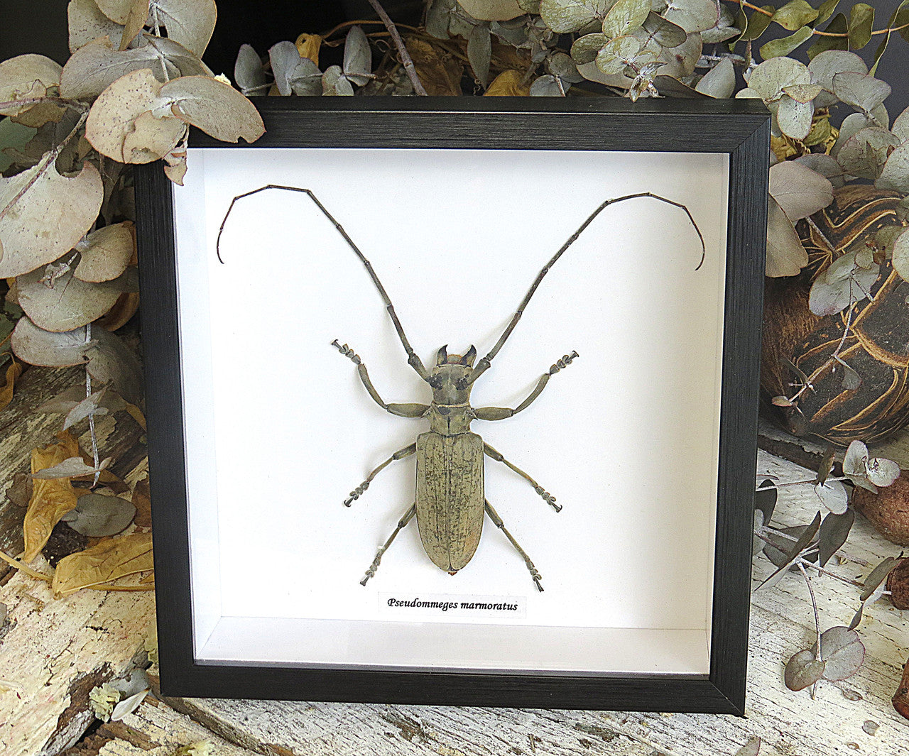 Pseudommeges marmoratus