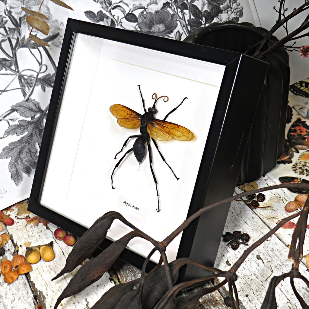 Pepsis heros GIANT spider wasp XL