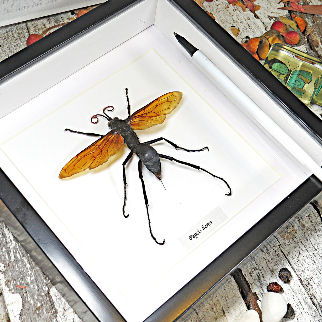 Pepsis heros wasp