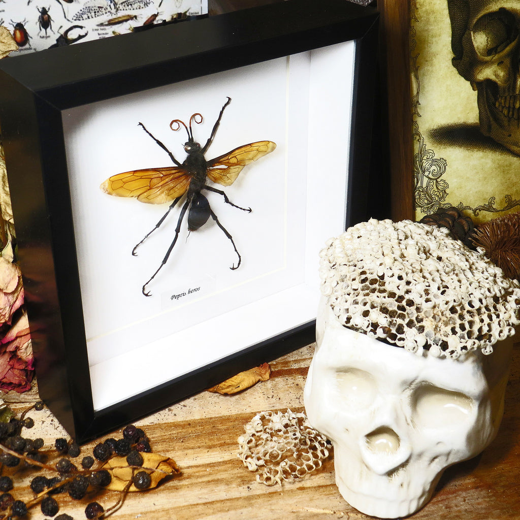 Pepsis heros GIANT spider wasp XL