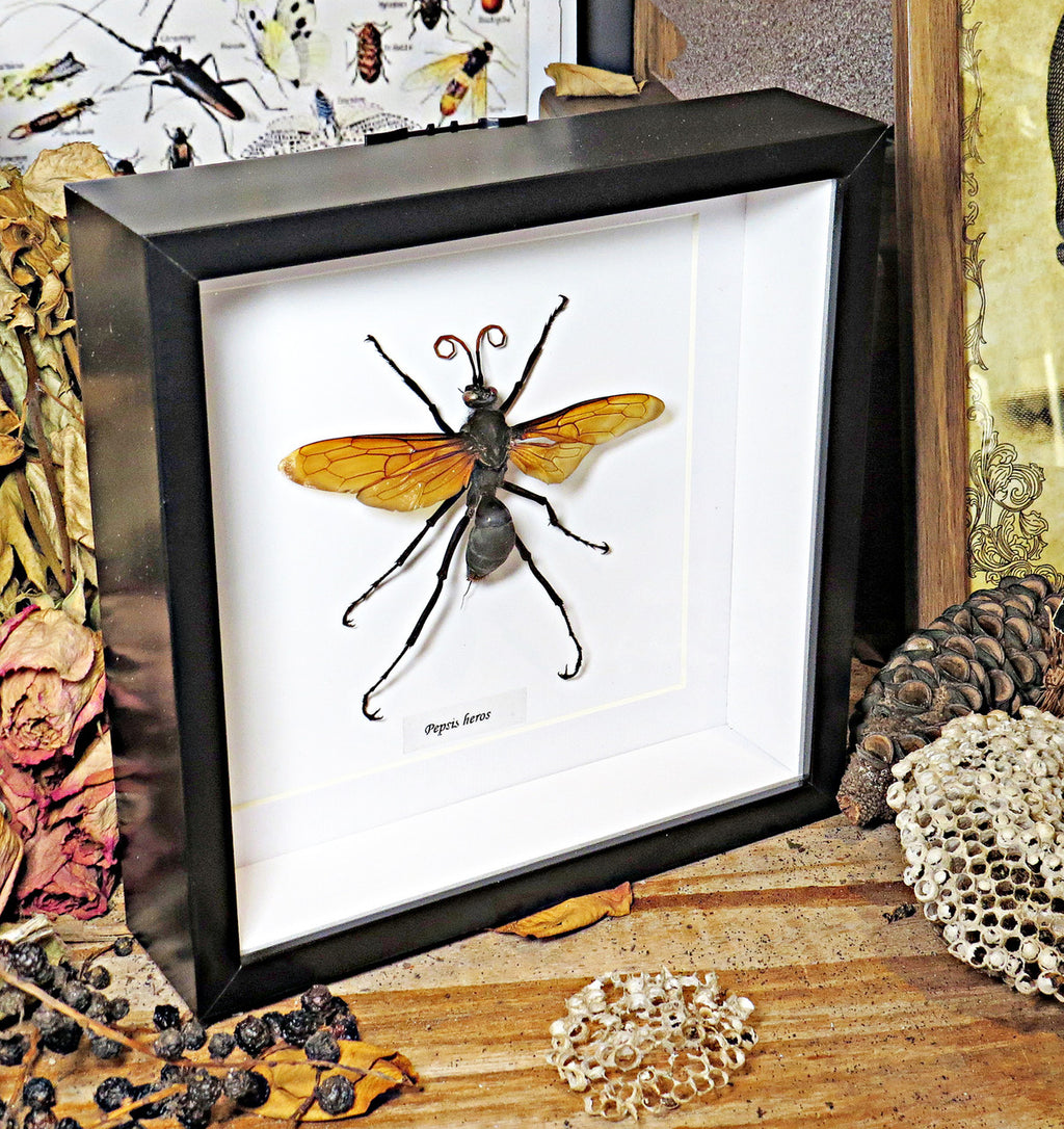 Pepsis heros wasp