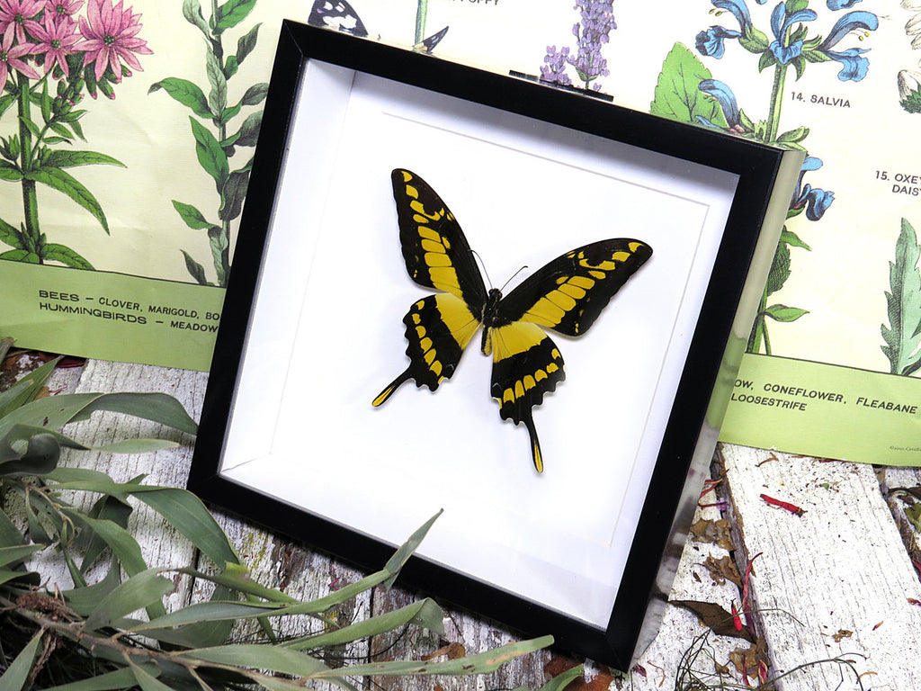  Papilio thoas