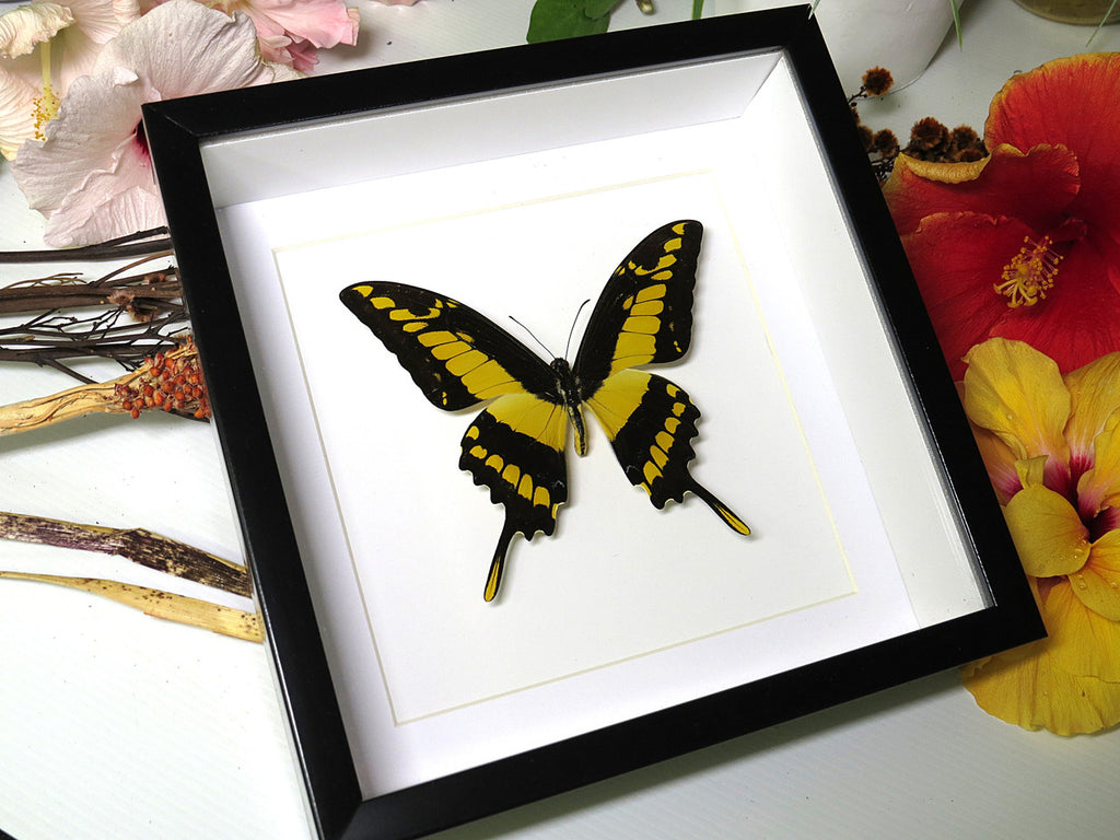  Papilio thoas