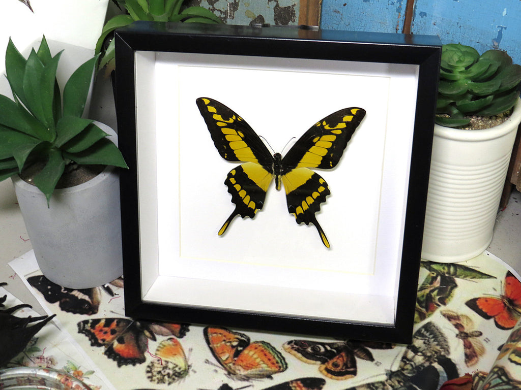  Papilio thoas