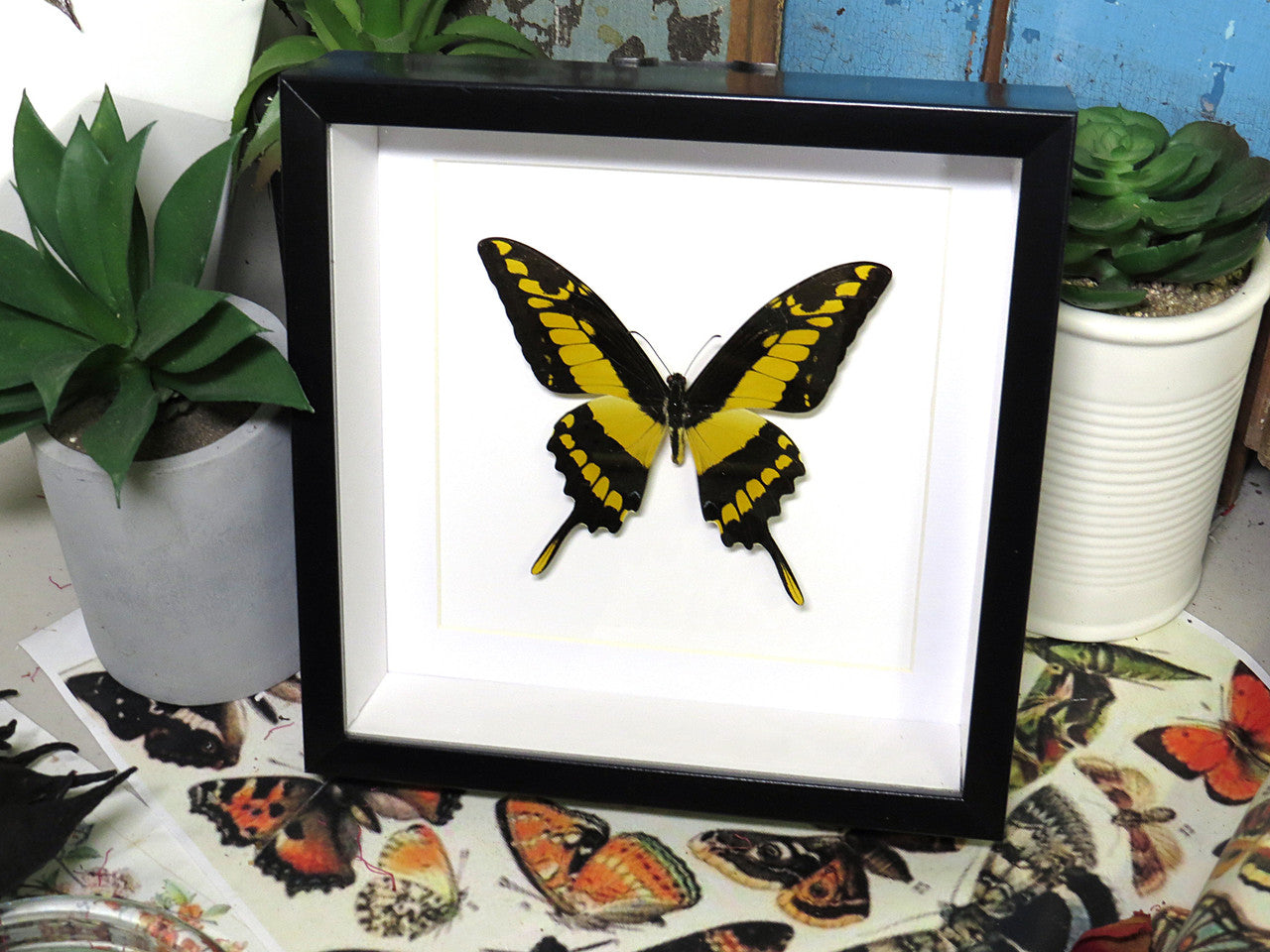  Papilio thoas