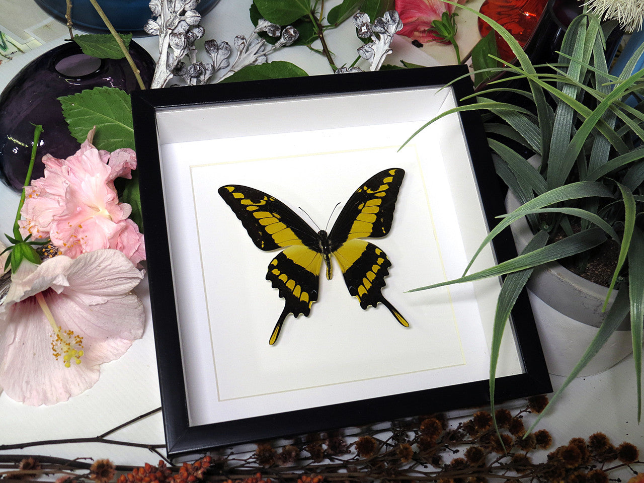  Papilio thoas