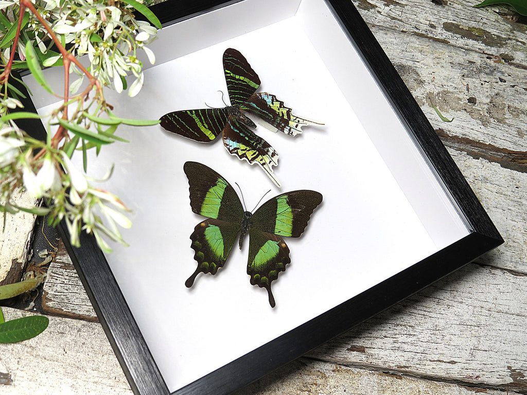 Papilio palinurus matt + Urania leilus