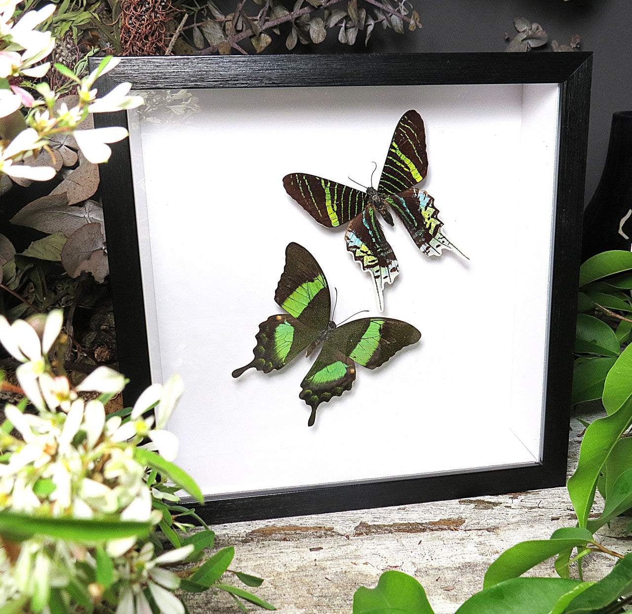 Papilio palinurus matt + Urania leilus