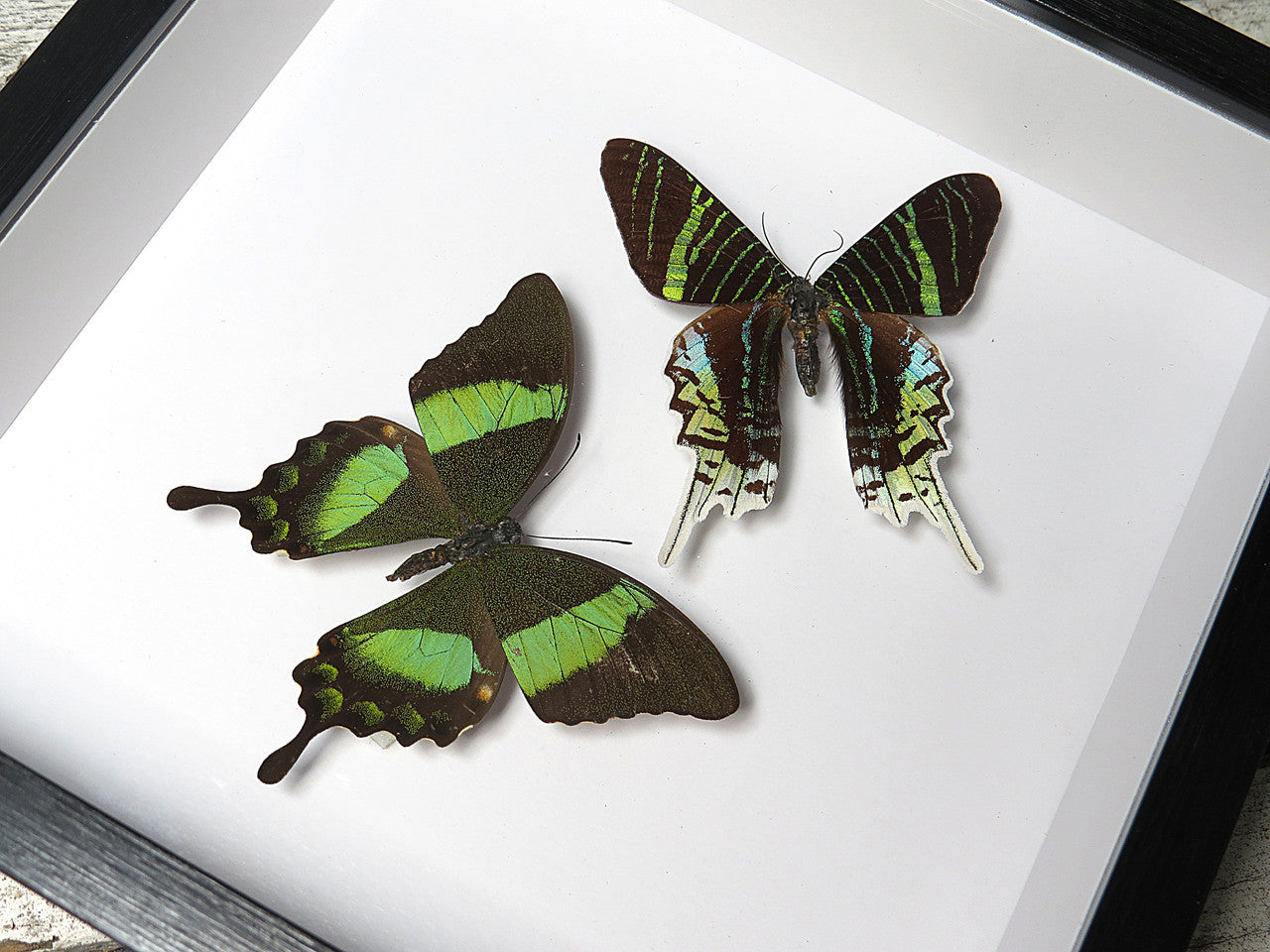 Papilio palinurus matt + Urania leilus
