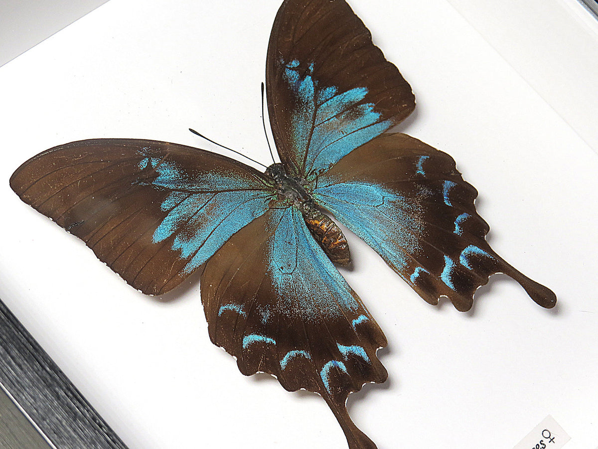 Papilio ulysses  female