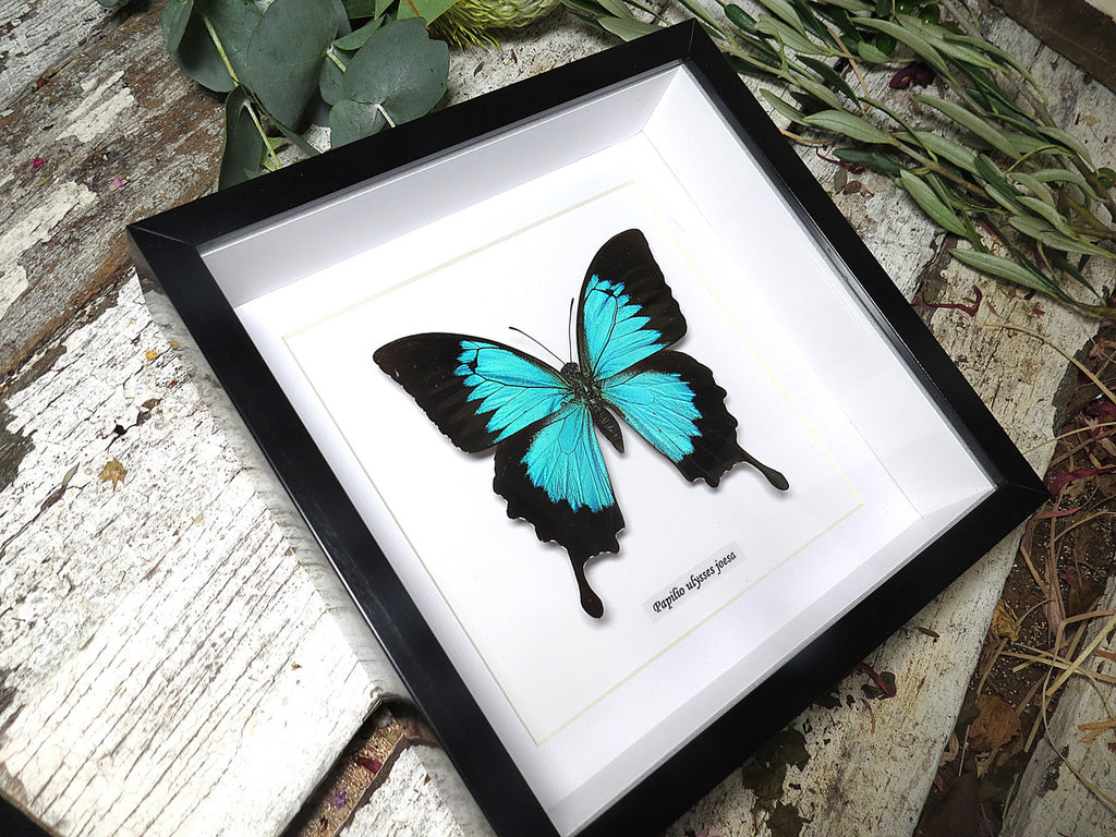 Papilio ulysses joesa