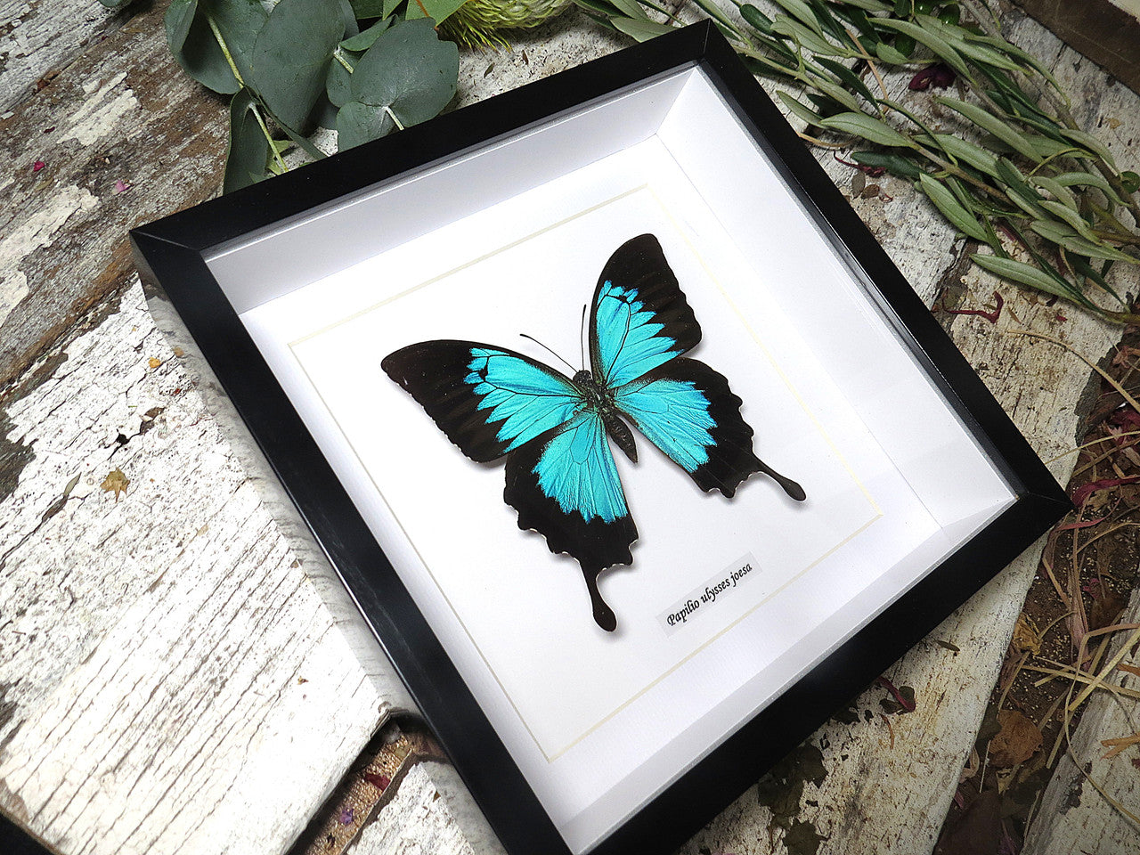 Papilio ulysses joesa