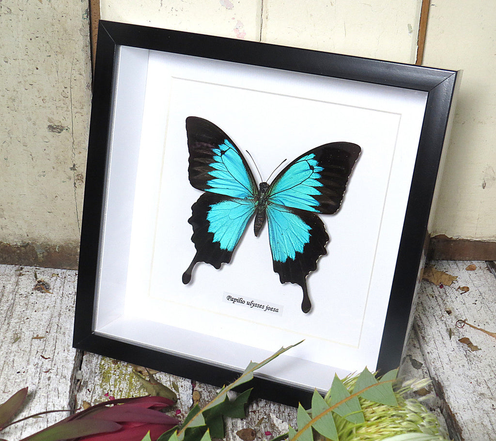 Papilio ulysses joesa