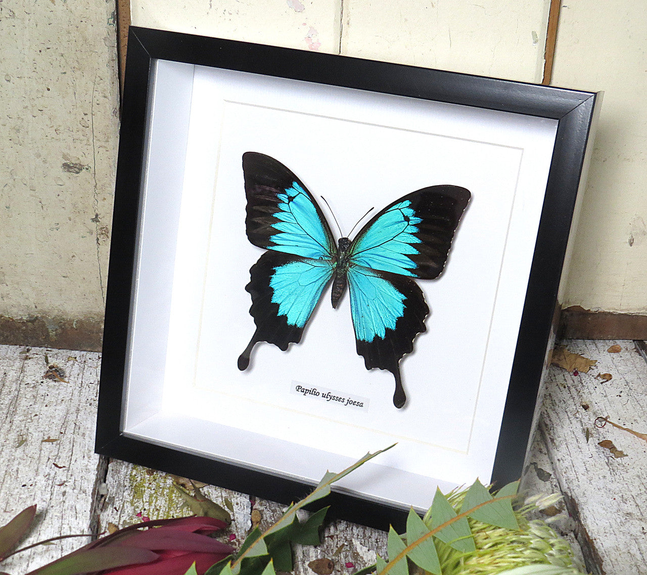 Papilio ulysses joesa