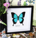 Papilio ulysses joesa