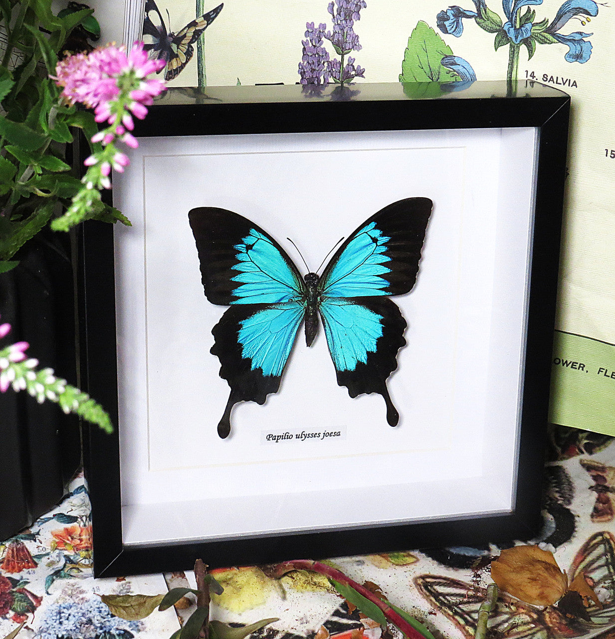 Papilio ulysses joesa