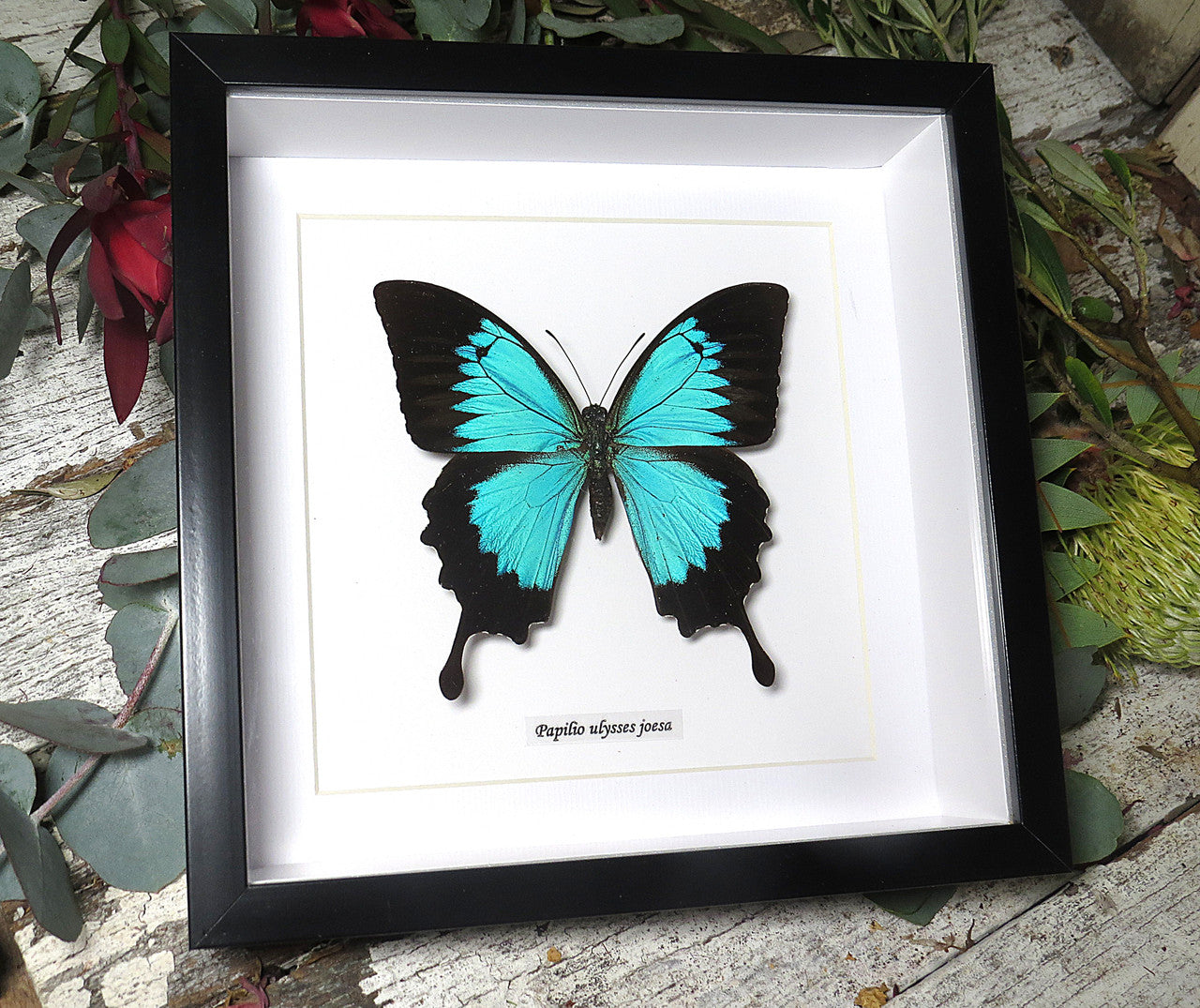 Papilio ulysses joesa