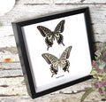  Papilio xuthus 