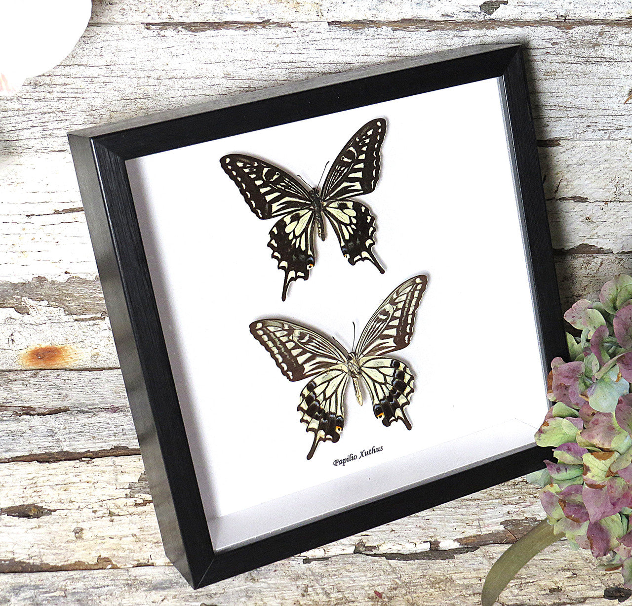  Papilio xuthus 