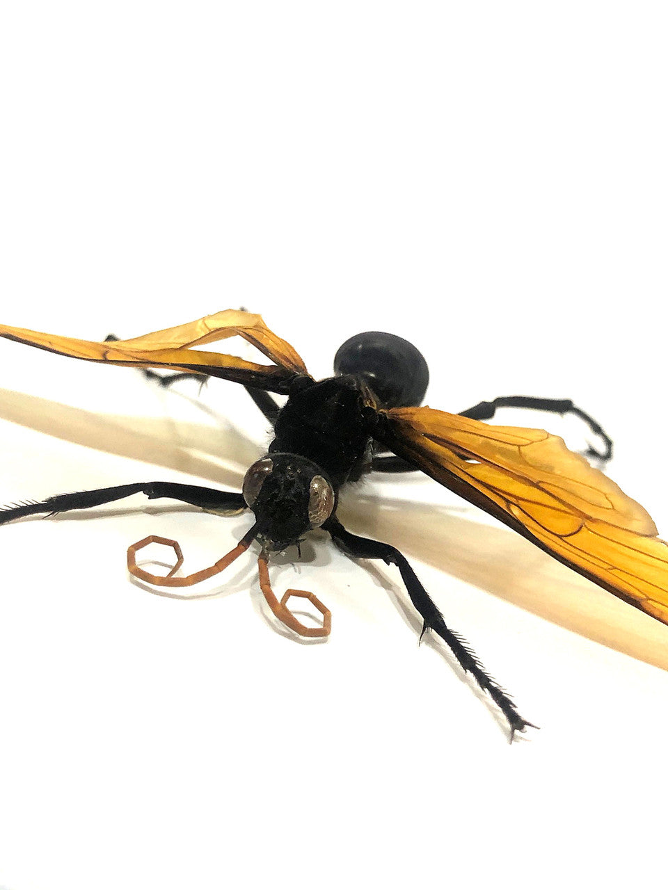 Pepsis heros wasp